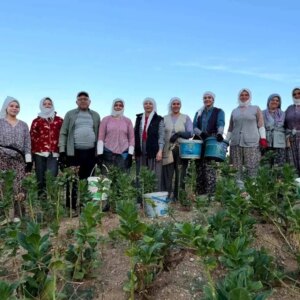 buldanda kekik ve tutun ureticileri sezonun tadini cikariyor plqsOMtj