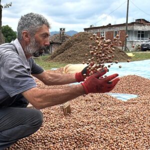 hasat sonrasi kurutma mesaisi basladi kilosu 200 liradan satiliyor BJKyiQ8z