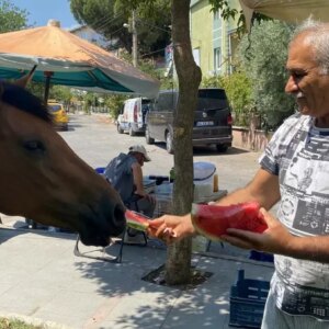 yilki atlari sehirde jbReGWe5