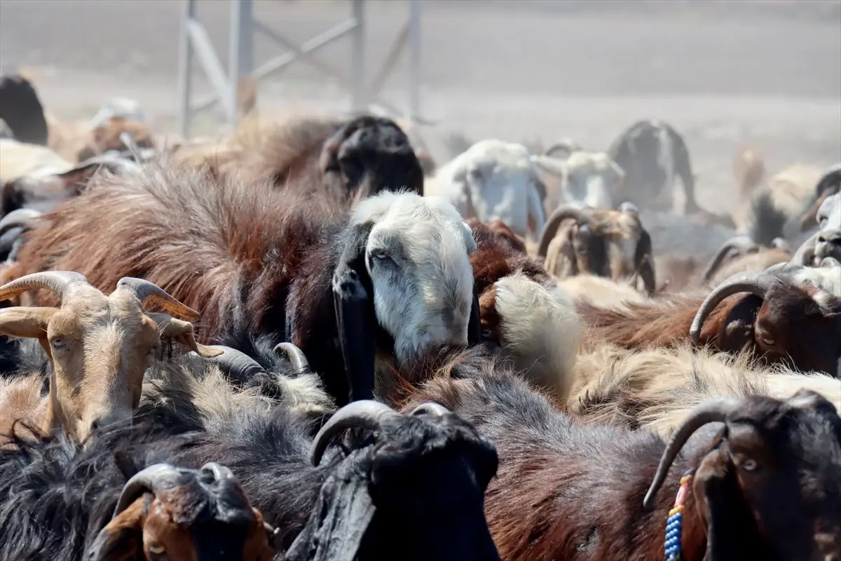 depremden sonra hayvanciliga yeniden basladi 9YX3ZhZr