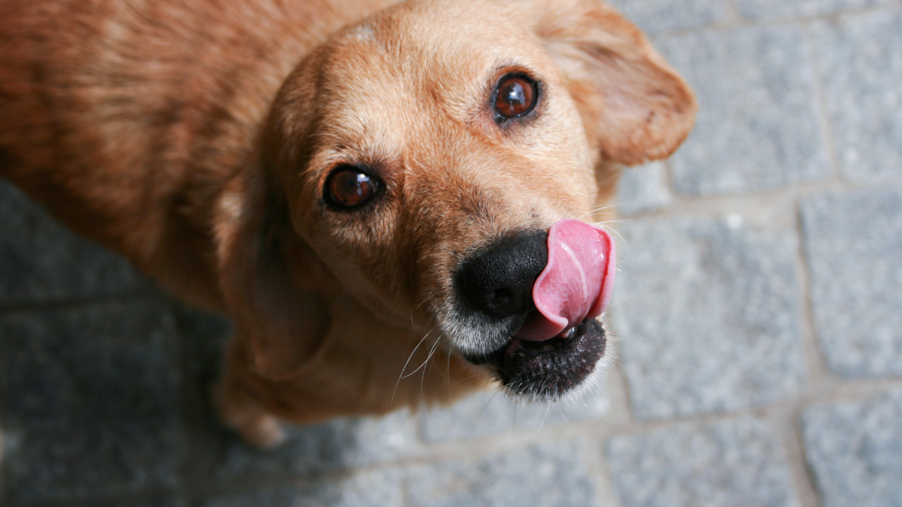 kopekler neden dudaklarini yalar zDCf41Pd