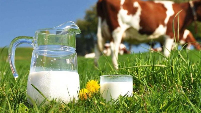 inekler kesime gidiyor uretim daraliyor sute zam mi gelecek UzZDeSL3.jpg