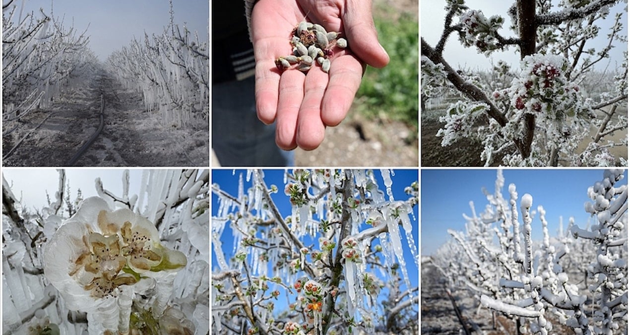 zirai don meyve ve tahil uretimini vurdu tuik tahminlerini asagi revize etti HsMCS3xI.jpg