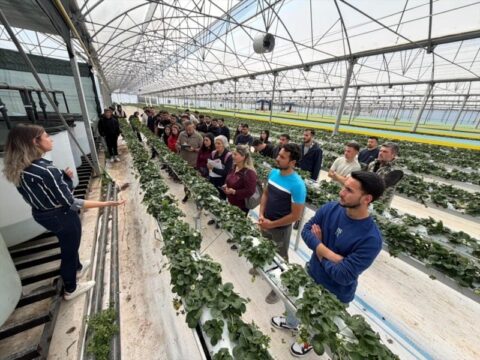 Antalya’da Öğrenciler, Topraksız Çilek Üretimini Yerinde İnceledi