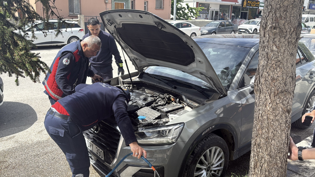 Yavru Kedinin Kurtuluşu: Anne Kedi Seferberlik Başlattı