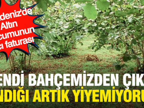 Karadenizde altin hucumunun aci faturasi kendi bahcemizden cikan findigi artik yemiyoruz vLO4ZByy